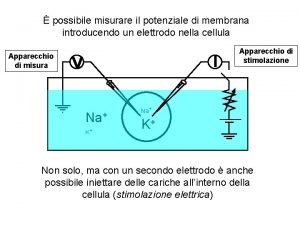 possibile misurare il potenziale di membrana introducendo un