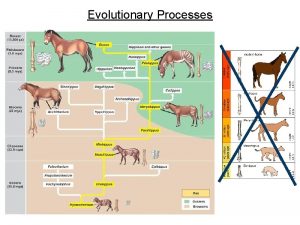 Evolutionary Processes Accumulating Evolutionary Changes Terms to know