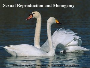 Sexual Reproduction and Monogamy from The Myth of