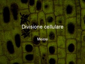 Divisione cellulare Meiosi Definizione Divisione cellulare per cui