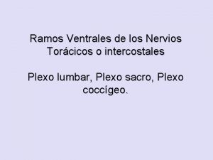Ramos Ventrales de los Nervios Torcicos o intercostales