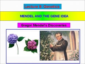 Lecture 8 Genetics MENDEL AND THE GENE IDEA