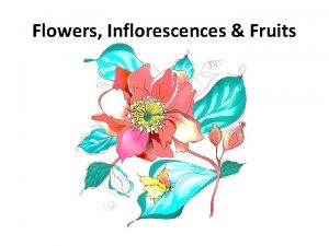 Flowers Inflorescences Fruits Flowers Inflorescence Fruits Floral characteristics