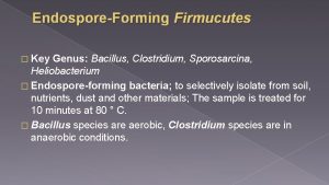 EndosporeForming Firmucutes Key Genus Bacillus Clostridium Sporosarcina Heliobacterium