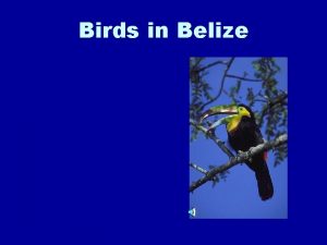 Birds in Belize Bird Diversity in Belize 540