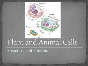 Plant and Animal Cells Structure and Function Cell