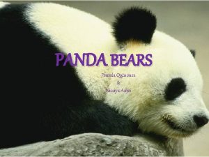 PANDA BEARS Pravda Quinones Nissiya Adjei Lifesyle Panda