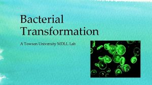 Bacterial Transformation A Towson University MDLL Lab Meet