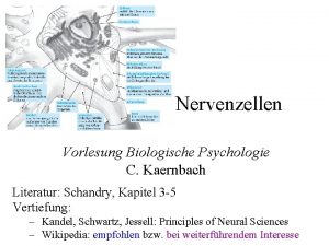 Nervenzellen Vorlesung Biologische Psychologie C Kaernbach Literatur Schandry