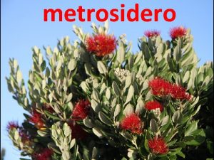 metrosidero Metrosidero rbore do lume pohutukawa Metrosideros excelsa