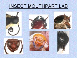INSECT MOUTHPART LAB Insect Classification Kingdom Animalia Phylum