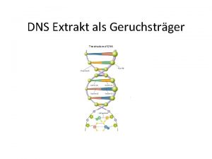 DNS Extrakt als Geruchstrger DNA Extraktion Ca 1