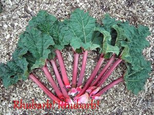 Rhubarb Rhubarb Rhubarb is well known for containing
