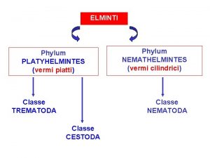 ELMINTI Phylum PLATYHELMINTES vermi piatti Classe TREMATODA Phylum