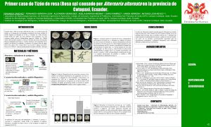 Primer caso de Tizn de rosa Rosa sp