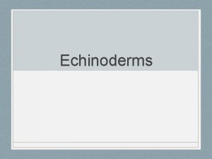Echinoderms Phylum Echinodermata Echinos means hedgehog derma means