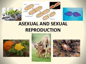 ASEXUAL AND SEXUAL REPRODUCTION ASEXUAL REPRODUCTION PRODUCTION OF