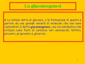 La gluconeogenesi La sintesi netta di glucosio o