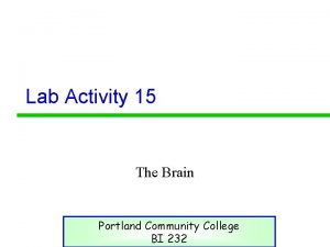 Lab Activity 15 The Brain Portland Community College