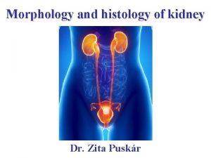 Morphology and histology of kidney Dr Zita Puskr