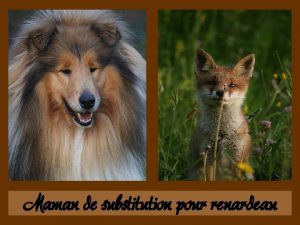 Maman de substitution pour renardeau Cette chienne a