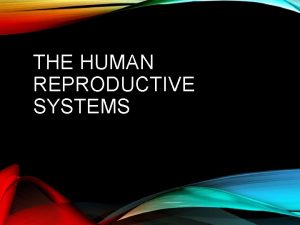 THE HUMAN REPRODUCTIVE SYSTEMS THE MALE REPRODUCTIVE SYSTEM