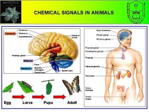 CHEMICAL SIGNALS IN ANIMALS Egg Larva Pupa Adult