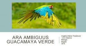 ARA AMBIGUUS GUACAMAYA VERDE Anglica Mara Threbilcock I