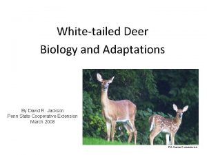 Whitetailed Deer Biology and Adaptations By David R