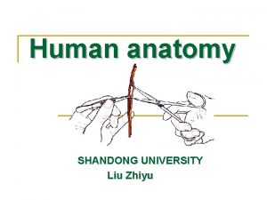Human anatomy SHANDONG UNIVERSITY Liu Zhiyu Special techniques