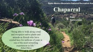 Santa Monica Mountains National Recreation Are Chaparral Plant