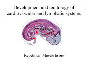 Development and teratology of cardiovascular and lymphatic systems