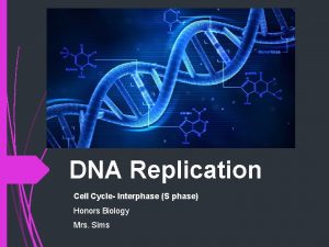 DNA Replication Cell Cycle Interphase S phase Honors