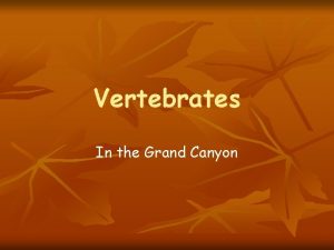 Vertebrates In the Grand Canyon Remember Vertebrates are