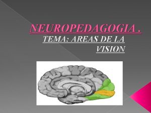 NEUROPEDAGOGIA TEMA AREAS DE LA VISION La visin