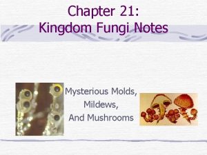 Chapter 21 Kingdom Fungi Notes Mysterious Molds Mildews