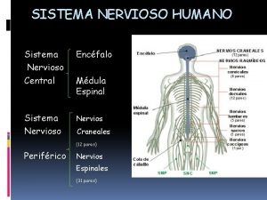 SISTEMA NERVIOSO HUMANO Sistema Nervioso Central Encfalo Sistema