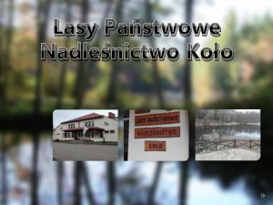 Lasy Pastwowe Nadlenictwo Koo Oglne informacje o nadlenictwie