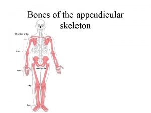 Bones of the appendicular skeleton The Skeleton Appendicular