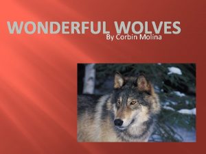 WONDERFULBy WOLVES Corbin Molina What are wolves Wolves
