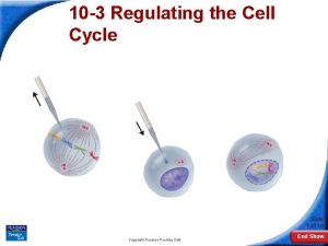 10 3 Regulating the Cell Cycle Slide 1