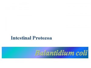 Intestinal Protozoa Balantidium coli Balantidium coli Is a