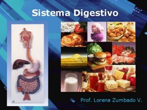 Sistema Digestivo Prof Lorena Zumbado V Nutricin hetertrofa