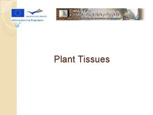 Plant Tissues Tissues are groups of cells with