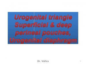 Deep perineal pouch contents