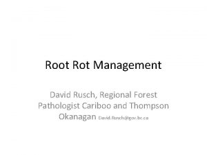 Root Rot Management David Rusch Regional Forest Pathologist