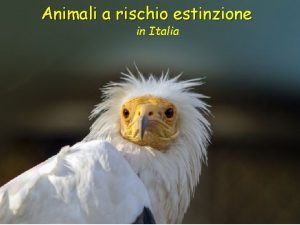 Animali a rischio estinzione in Italia Orso Marsicano