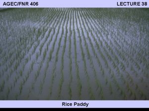AGECFNR 406 LECTURE 38 Rice Paddy World Food