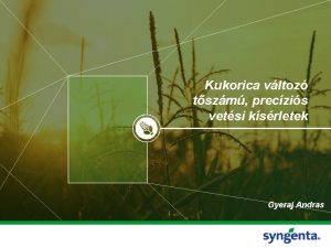 Kukorica vltoz tszm preczis vetsi ksrletek Gyeraj Andras