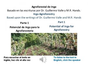 Agroforestal de Inga Basado en las escrituras por